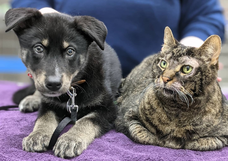 Carousel Slide 8: Learn more about preventive care for dogs and cats.